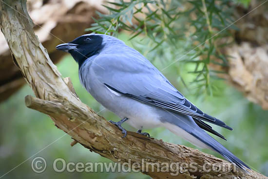 Black-faced Cuckoo-shrike photo Black-faced Cuckoo-shrike photo