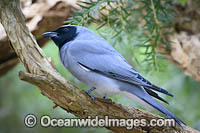 Black-faced Cuckoo-shrike Photo - Gary Bell