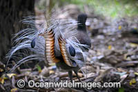Superb Lyrebird Photo - Gary Bell