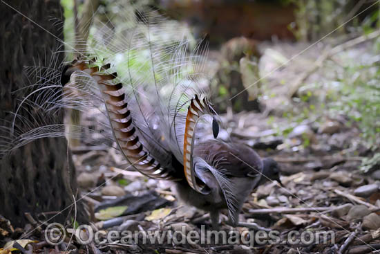 Superb Lyrebird photo Superb Lyrebird photo