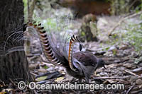 Superb Lyrebird Photo - Gary Bell