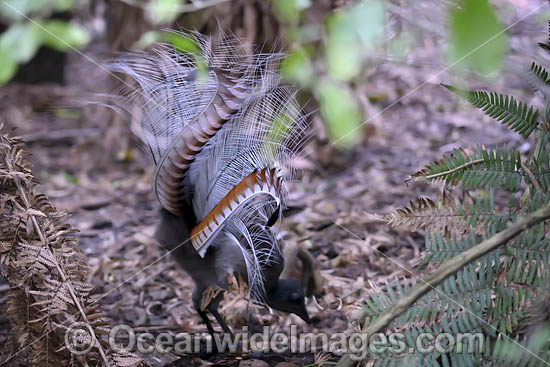 Superb Lyrebird photo Superb Lyrebird photo