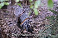 Superb Lyrebird Photo - Gary Bell