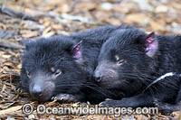 Tasmanian Devil Photo - Gary Bell