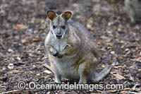 Parma Wallaby Photo - Gary Bell