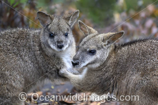 Parma Wallaby photo