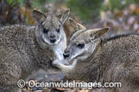 Parma Wallaby Photo - Gary Bell
