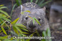 Tasmanian Wombat Photo - Gary Bell