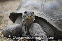 Galapagos Land Tortoise Photo - Gary Bell