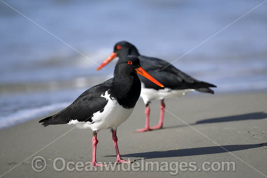 Pied Oystercatcher photo Pied Oystercatcher photo