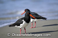 Pied Oystercatcher Photo - Gary Bell