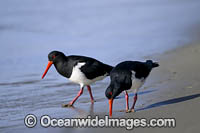 Pied Oystercatcher Photo - Gary Bell