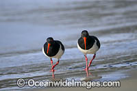 Pied Oystercatcher Photo - Gary Bell