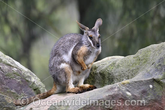Yellow-footed Rock-wallaby photo