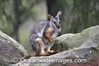Yellow-footed Rock-wallaby Photo - Gary Bell