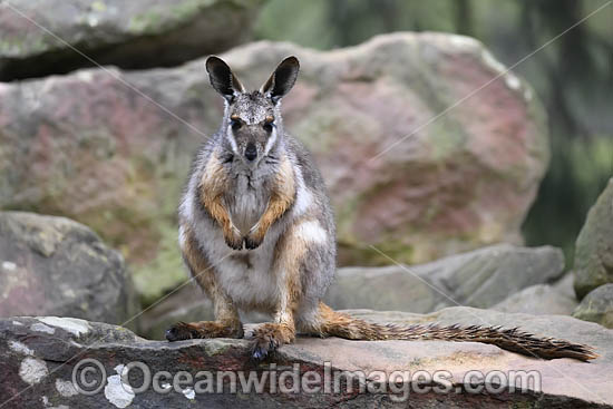 Yellow-footed Rock-wallaby photo