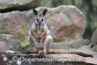 Yellow-footed Rock-wallaby Photo - Gary Bell
