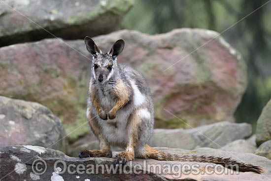 Yellow-footed Rock-wallaby photo Yellow-footed Rock-wallaby photo