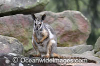 Yellow-footed Rock-wallaby Photo - Gary Bell
