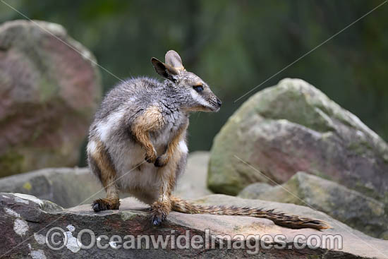 Yellow-footed Rock-wallaby photo
