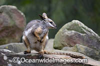 Yellow-footed Rock-wallaby Photo - Gary Bell