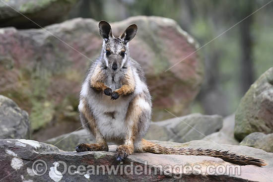 Yellow-footed Rock-wallaby photo