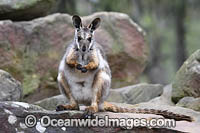 Yellow-footed Rock-wallaby Photo - Gary Bell
