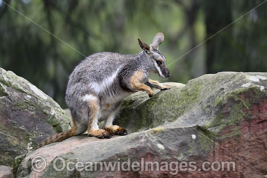 Yellow-footed Rock-wallaby photo Yellow-footed Rock-wallaby photo