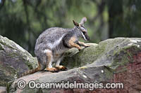 Yellow-footed Rock-wallaby Photo - Gary Bell