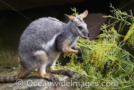 Yellow-footed Rock-wallaby photo