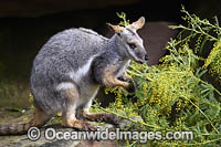 Yellow-footed Rock-wallaby Photo - Gary Bell