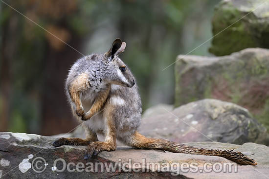 Yellow-footed Rock-wallaby photo