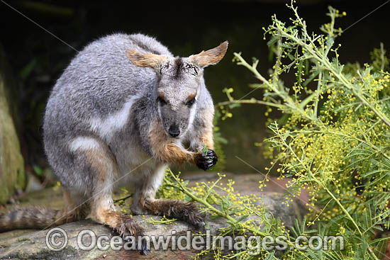 Yellow-footed Rock-wallaby photo