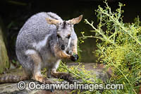 Yellow-footed Rock-wallaby Photo - Gary Bell