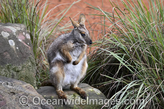 Yellow-footed Rock-wallaby photo