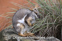 Yellow-footed Rock-wallaby Photo - Gary Bell