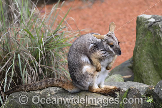 Yellow-footed Rock-wallaby photo