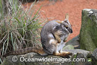 Yellow-footed Rock-wallaby Photo - Gary Bell