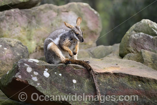 Yellow-footed Rock-wallaby photo