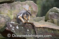 Yellow-footed Rock-wallaby Photo - Gary Bell