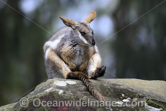 Yellow-footed Rock-wallaby photo Yellow-footed Rock-wallaby photo