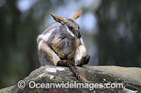 Yellow-footed Rock-wallaby Photo - Gary Bell