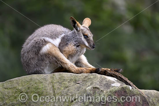 Yellow-footed Rock-wallaby photo Yellow-footed Rock-wallaby photo