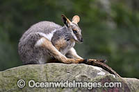 Yellow-footed Rock-wallaby Photo - Gary Bell