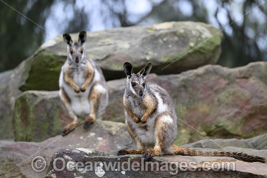 Yellow-footed Rock-wallaby photo