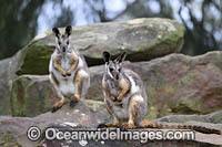 Yellow-footed Rock-wallaby Photo - Gary Bell