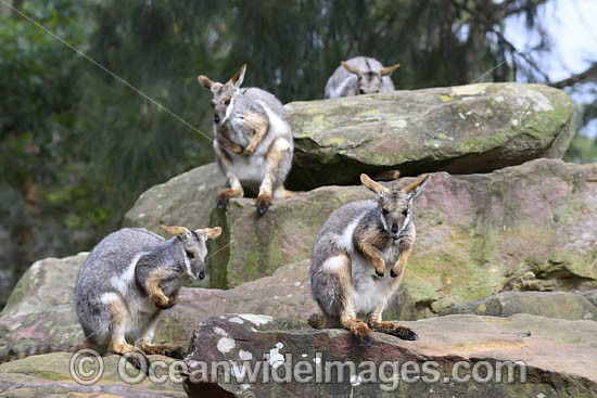 Yellow-footed Rock-wallaby photo