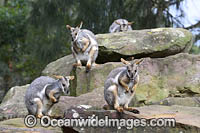Yellow-footed Rock-wallaby Photo - Gary Bell