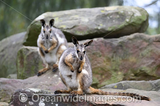 Yellow-footed Rock-wallaby photo Yellow-footed Rock-wallaby photo