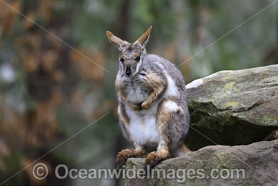 Yellow-footed Rock-wallaby photo